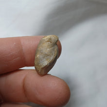 Charger l&#39;image dans la galerie, Argovithyris cf. bisuffarcinata
