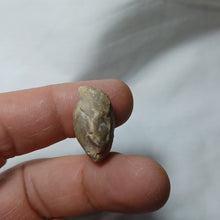 Charger l&#39;image dans la galerie, Argovithyris cf. bisuffarcinata
