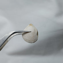 Charger l'image dans la galerie, Zeilleria subbuculenta
