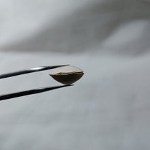 Charger l'image dans la galerie, Zeilleria subbuculenta
