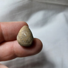 Load image into Gallery viewer, Pachythyris arduennensis
