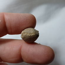 Load image into Gallery viewer, Pachythyris arduennensis
