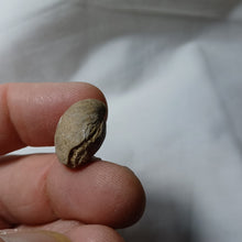 Load image into Gallery viewer, Pachythyris arduennensis
