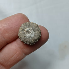 Load image into Gallery viewer, Polydiadema mamillanum
