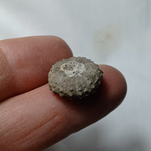 Load image into Gallery viewer, Polydiadema mamillanum
