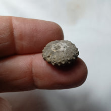 Load image into Gallery viewer, Polydiadema mamillanum
