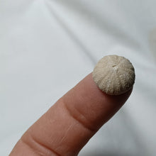 Load image into Gallery viewer, Polycyphus distinctus
