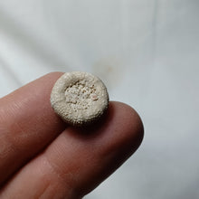 Load image into Gallery viewer, Polycyphus distinctus
