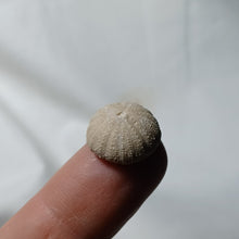 Load image into Gallery viewer, Polycyphus distinctus
