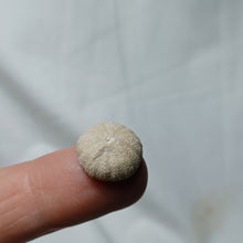 Load image into Gallery viewer, Polycyphus distinctus
