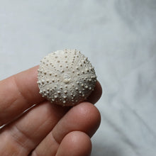 Load image into Gallery viewer, Phymechinus mirabilis
