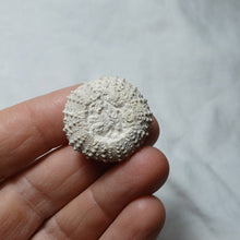 Load image into Gallery viewer, Phymechinus mirabilis
