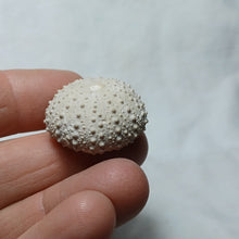 Load image into Gallery viewer, Phymechinus mirabilis
