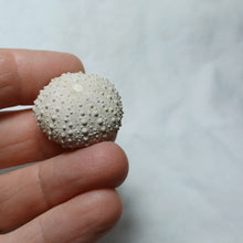 Load image into Gallery viewer, Phymechinus mirabilis
