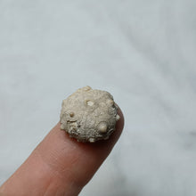 Charger l'image dans la galerie, Cidaropsis pulchella
