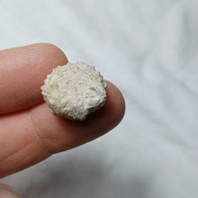 Charger l'image dans la galerie, Cidaropsis pulchella
