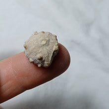 Charger l'image dans la galerie, Cidaropsis pulchella
