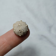 Charger l'image dans la galerie, Cidaropsis pulchella
