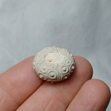 Charger l'image dans la galerie, Santonicidaris vignyensis
