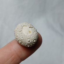 Charger l'image dans la galerie, Santonicidaris vignyensis
