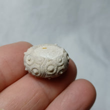 Charger l'image dans la galerie, Santonicidaris vignyensis
