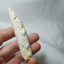 Load image into Gallery viewer, Baculites incurvatus
