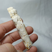 Load image into Gallery viewer, Baculites incurvatus
