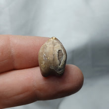 Load image into Gallery viewer, Digonella moeschi
