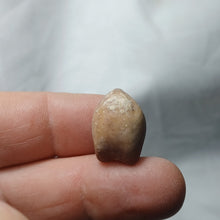 Load image into Gallery viewer, Digonella moeschi
