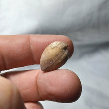 Load image into Gallery viewer, Digonella moeschi
