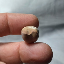 Load image into Gallery viewer, Digonella moeschi
