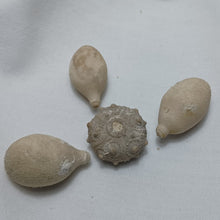 Charger l'image dans la galerie, Pseudocidaris mammosa
