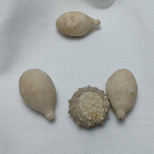 Charger l'image dans la galerie, Pseudocidaris mammosa
