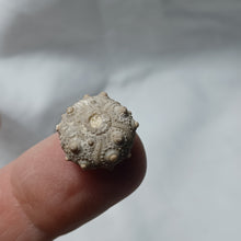 Charger l'image dans la galerie, Pseudocidaris mammosa
