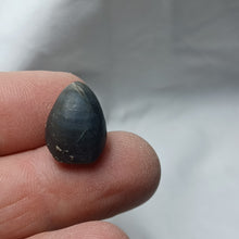 Load image into Gallery viewer, Obovothyris obovata
