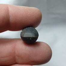 Load image into Gallery viewer, Obovothyris obovata
