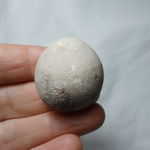 Charger l'image dans la galerie, Echinocorys orbis
