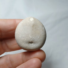 Charger l'image dans la galerie, Echinocorys orbis
