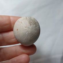 Charger l'image dans la galerie, Echinocorys orbis
