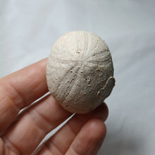 Load image into Gallery viewer, Clypeolampas perovalis
