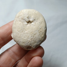 Load image into Gallery viewer, Clypeolampas perovalis
