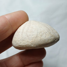 Load image into Gallery viewer, Clypeolampas perovalis
