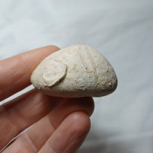 Load image into Gallery viewer, Clypeolampas perovalis
