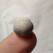 Charger l'image dans la galerie, Codiopsis doma
