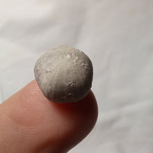 Charger l'image dans la galerie, Codiopsis doma
