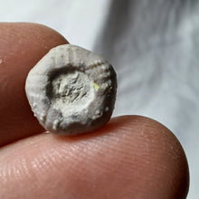 Charger l'image dans la galerie, Codiopsis doma
