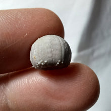 Charger l'image dans la galerie, Codiopsis doma
