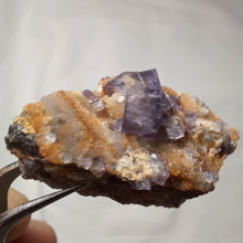 Charger l'image dans la galerie, Fluorine de Maxonchamp
