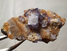 Charger l'image dans la galerie, Fluorine de Maxonchamp
