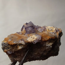 Charger l'image dans la galerie, Fluorine de Maxonchamp
